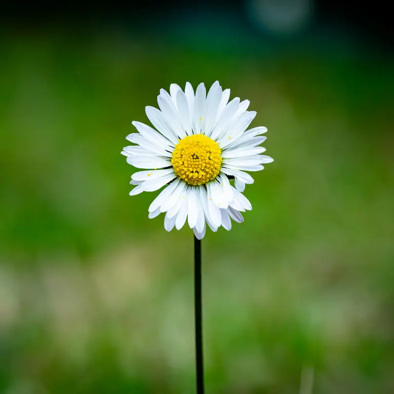 Guillaume De Germain Y33ul0 HF10 Unsplash